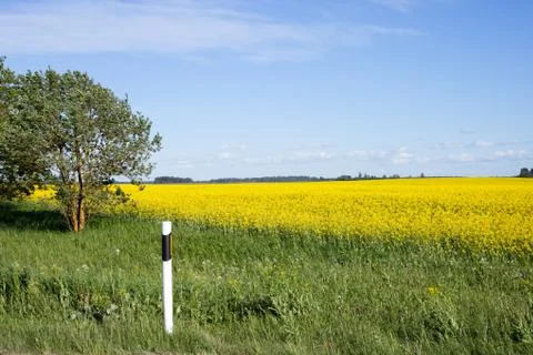 Rape field Foto stock