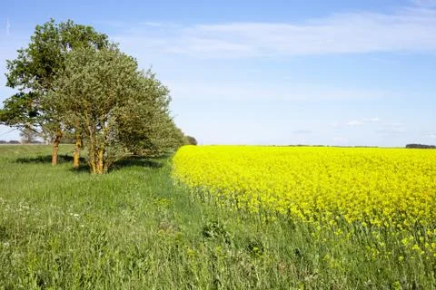 Rape field Stock-Fotos