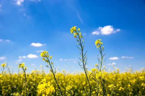 Rape on field Stock Photos