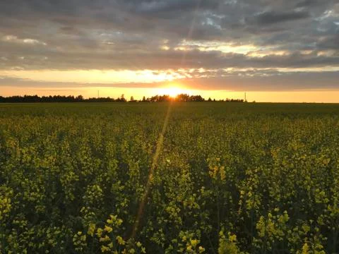 Rape field Stock Photos