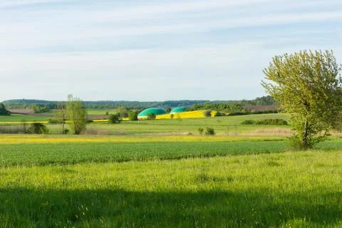 Rape field Stock Photos