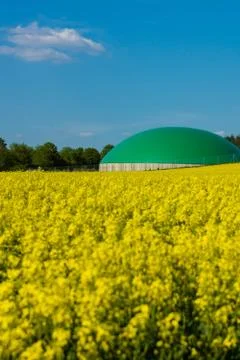 Rape field Foto stock
