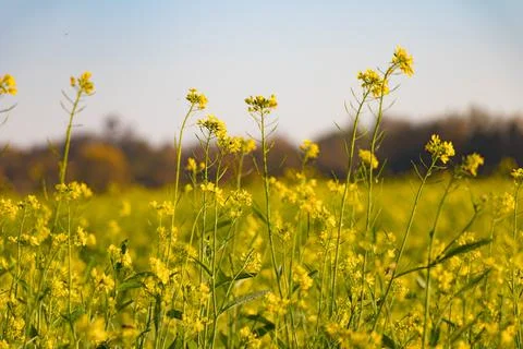 Rape field Stock Photos