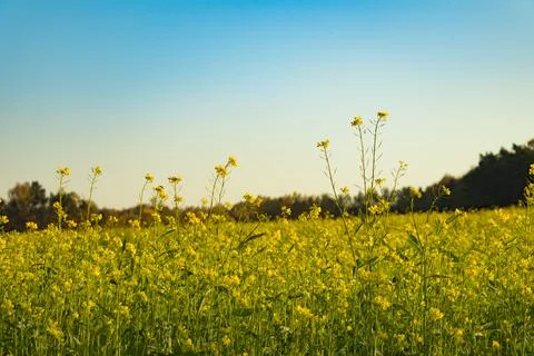 Rape field Stock Photos