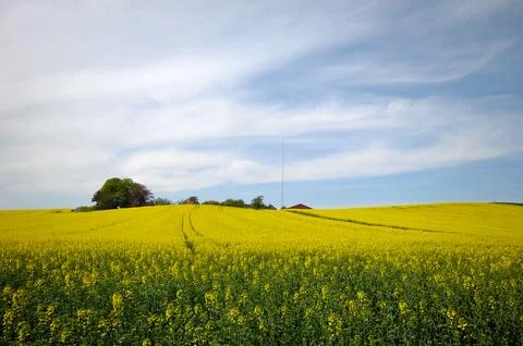 Rape field Stock Photos