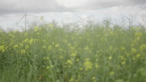 Rape field Rapsfeld in front of three wind turbines Renewable Energys oil nature Stockbeeldmateriaal 232023880