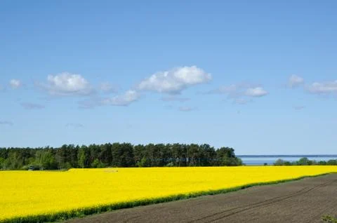 Rape field seaside Stock Photos