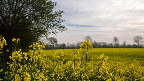 Rape field, single rape plants in the foreground Stock Photos