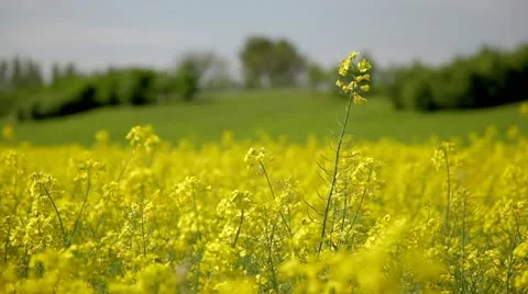 Rape field in spring and summer Stock-Footage 10931378