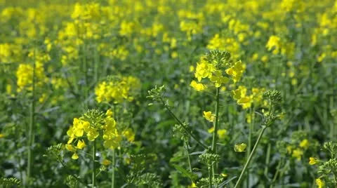 Rape field in spring and summer Stock Footage 10931383