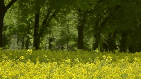 Rape field in spring and summer Stock-Footage 10931471