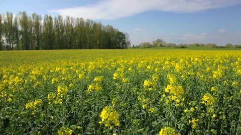 Rape field in spring and summer Stock Footage 10931488