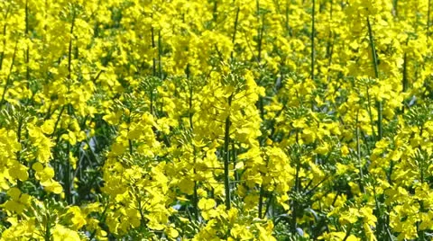 Rape field in spring Stock Footage 23566585