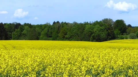 Rape field in spring Stock Footage 23566969