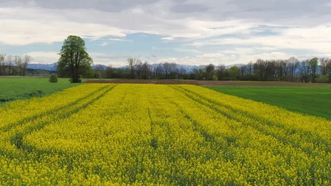 Rape field in spring Stock Footage 107154165