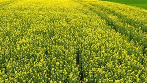 Rape field in spring Stock Footage 107154250