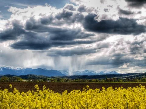 Rape field at spring Foto stock