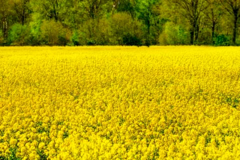 Rape field in spring Stock Photos
