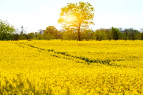 Rape field in spring Stock Photos