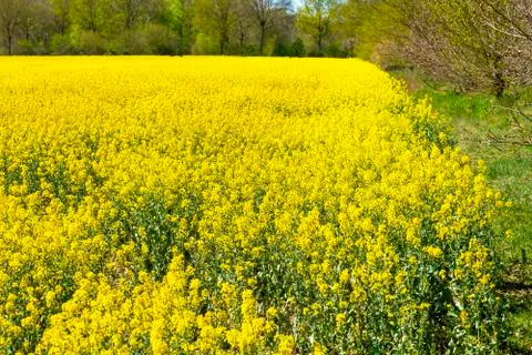 Rape field in spring Stock Photos