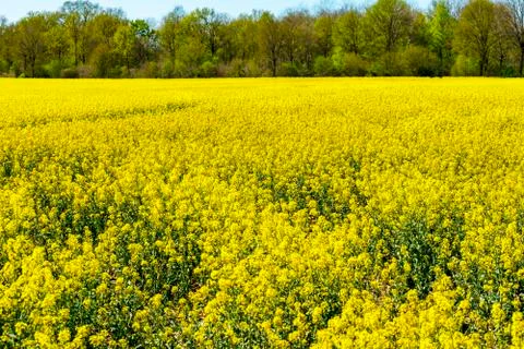 Rape field in spring Stock Photos