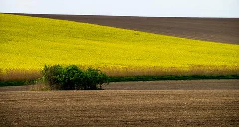 Rape field in the spring Fotos de archivo