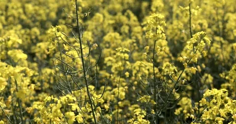 Rape on the field in summer closeup. Bright Yellow rapeseed oil. Stock Footage 89443979