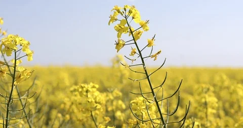 Rape on the field in summer closeup. Bright Yellow rapeseed oil. Stock Footage 89444047