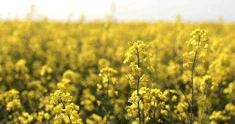 Rape on the field in summer. Flowering rapeseed. 4K video footage Stock Footage 89444464