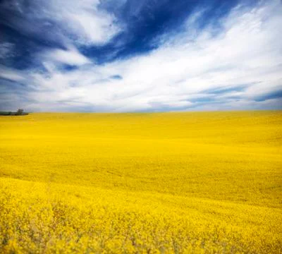 Rape field in summer Stock Photos