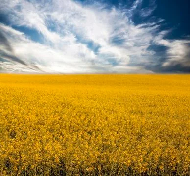 Rape field in summer Foto stock