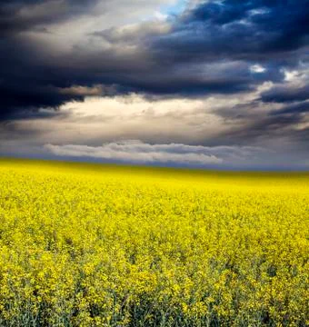 Rape field in summer Foto stock