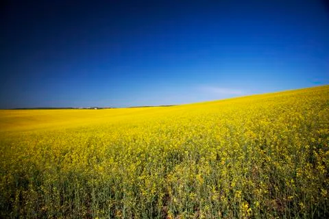 Rape field in summer Stock-Fotos