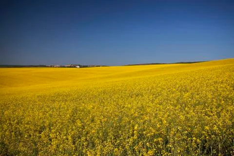 Rape field in summer Foto stock