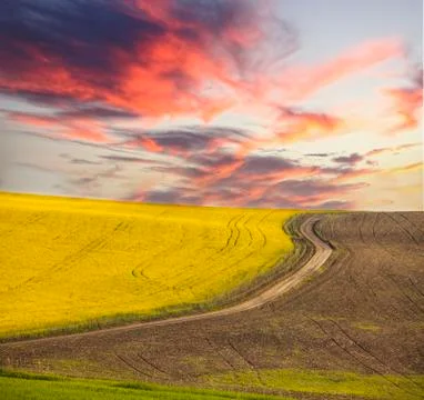 Rape field in summer Foto stock