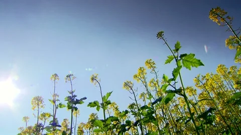 Rape field with a sunbeam 動画素材 8770893