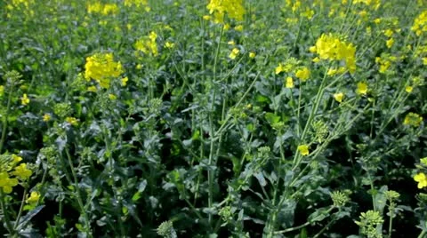 Rape field on a sunny day Stock Footage 10931337