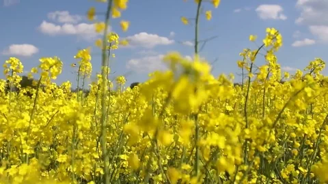 Rape field on a sunny day Stock Footage 75618041