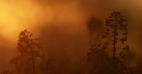 Rape field sunrise. Rape flower closeup. Stock Footage 157853700