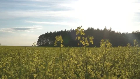 Rape field at sunset Stock Footage 75719041