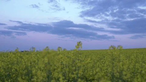 Rape field at sunset Stock Footage 75719987