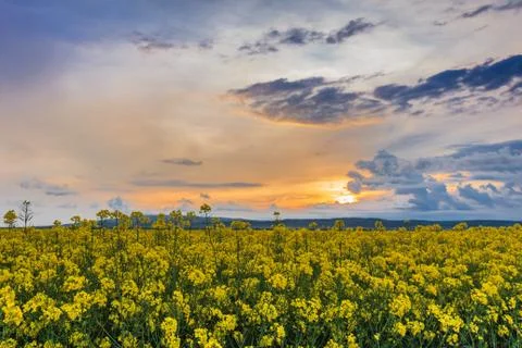 Rape field at sunset Stock Photos