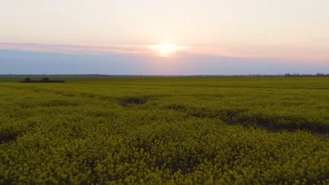 Rape field on sunset in the spring Stock Footage 130946370