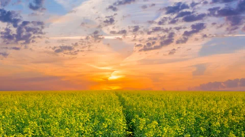 Rape field at the sunset, time lapse scene Stock Footage 169245014