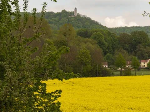 Rape field surrounded by forest Stock Photos