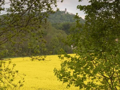 Rape field surrounded by forest Stock Photos