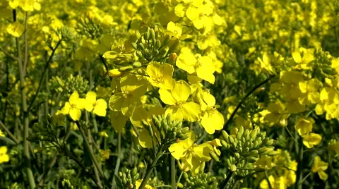 Rape Field Topview Stock Footage 52175624