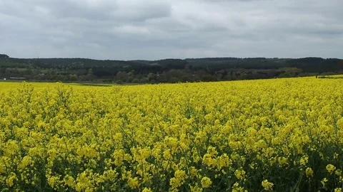Rape field with train 스톡 동영상 78986606