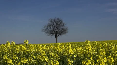 Rape Field with Tree Stock Footage 52175263