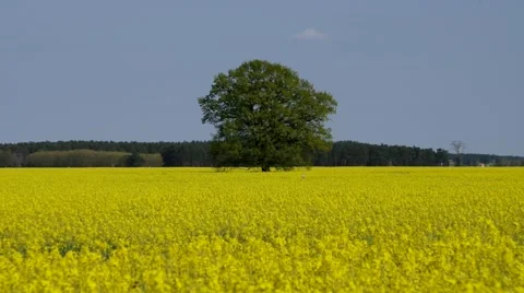 Rape field with tree in spring Stock Footage 65300902